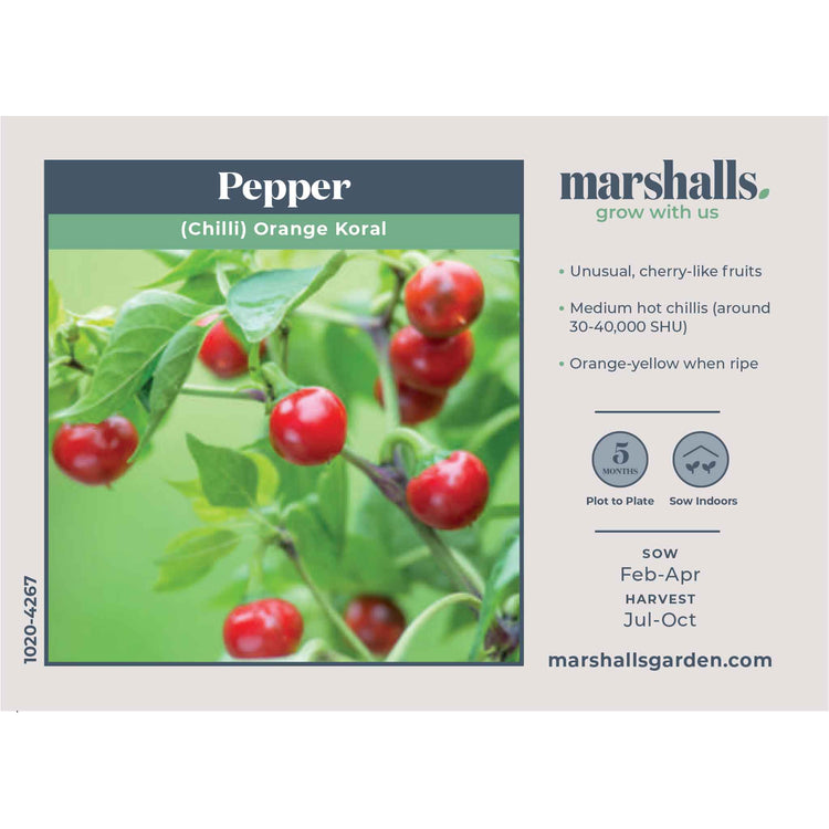 Chilli Pepper Seeds 'Orange Koral'