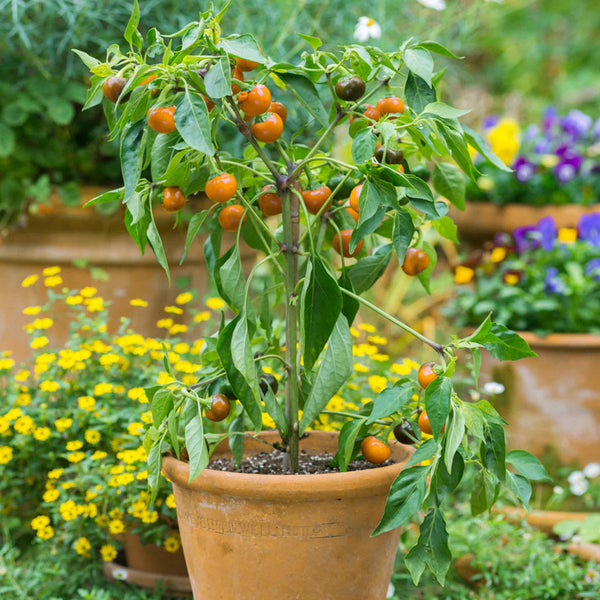 Chilli Pepper  Seeds 'Orange Koral'