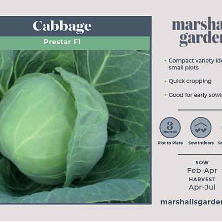 Cabbage Seeds 'Prestar'