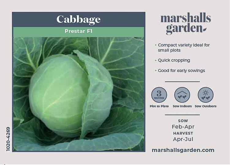 Cabbage Seeds 'Prestar'