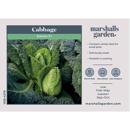 Cabbage Seeds 'Stelvio'