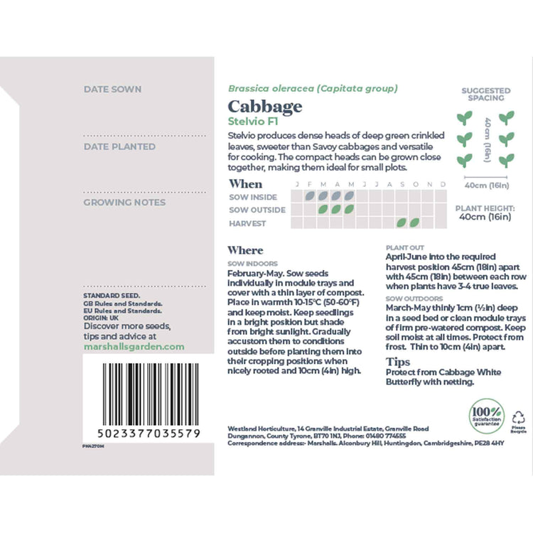 Cabbage Seeds 'Stelvio'