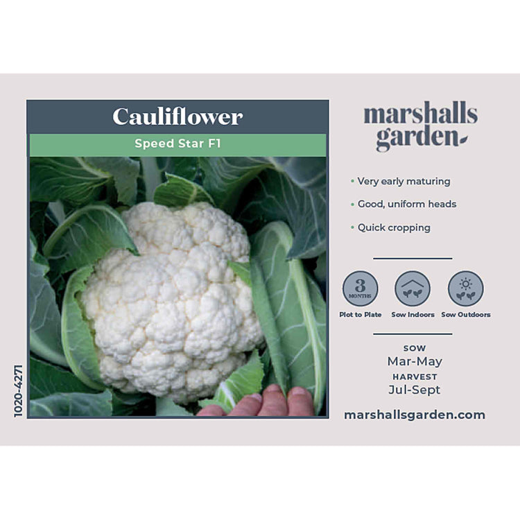 Cauliflower Seeds 'Speed Star'