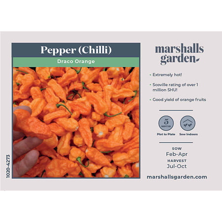 Chilli Seeds 'Draco Orange'