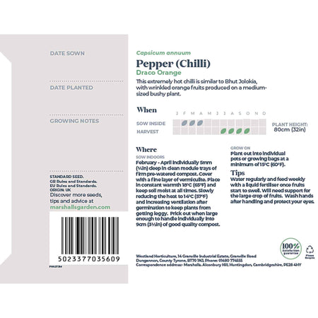 Chilli Seeds 'Draco Orange'