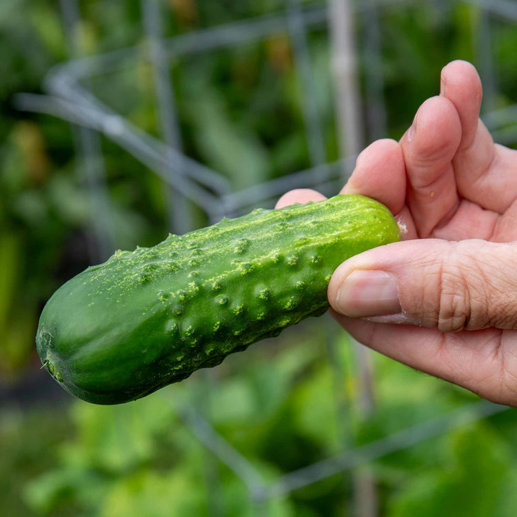 Cucumber 'Picklebush'