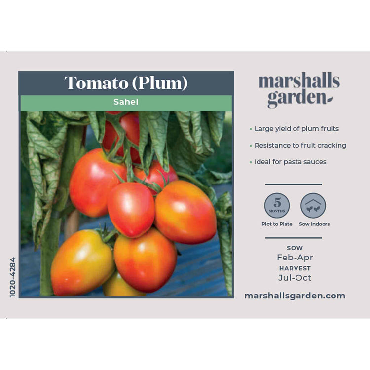 Tomato Seeds 'Sahel'