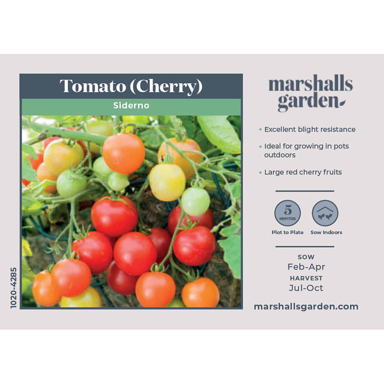 Tomato Seeds 'Siderno'