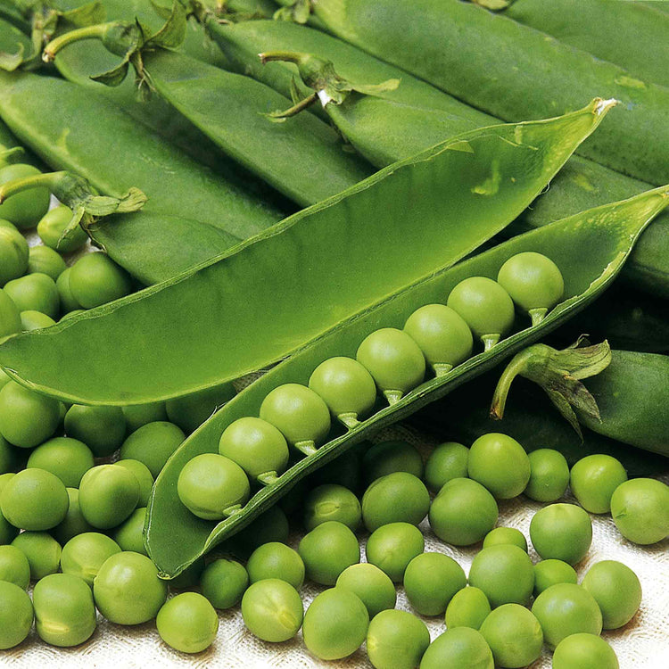 Pea Seeds 'Douce Provence'