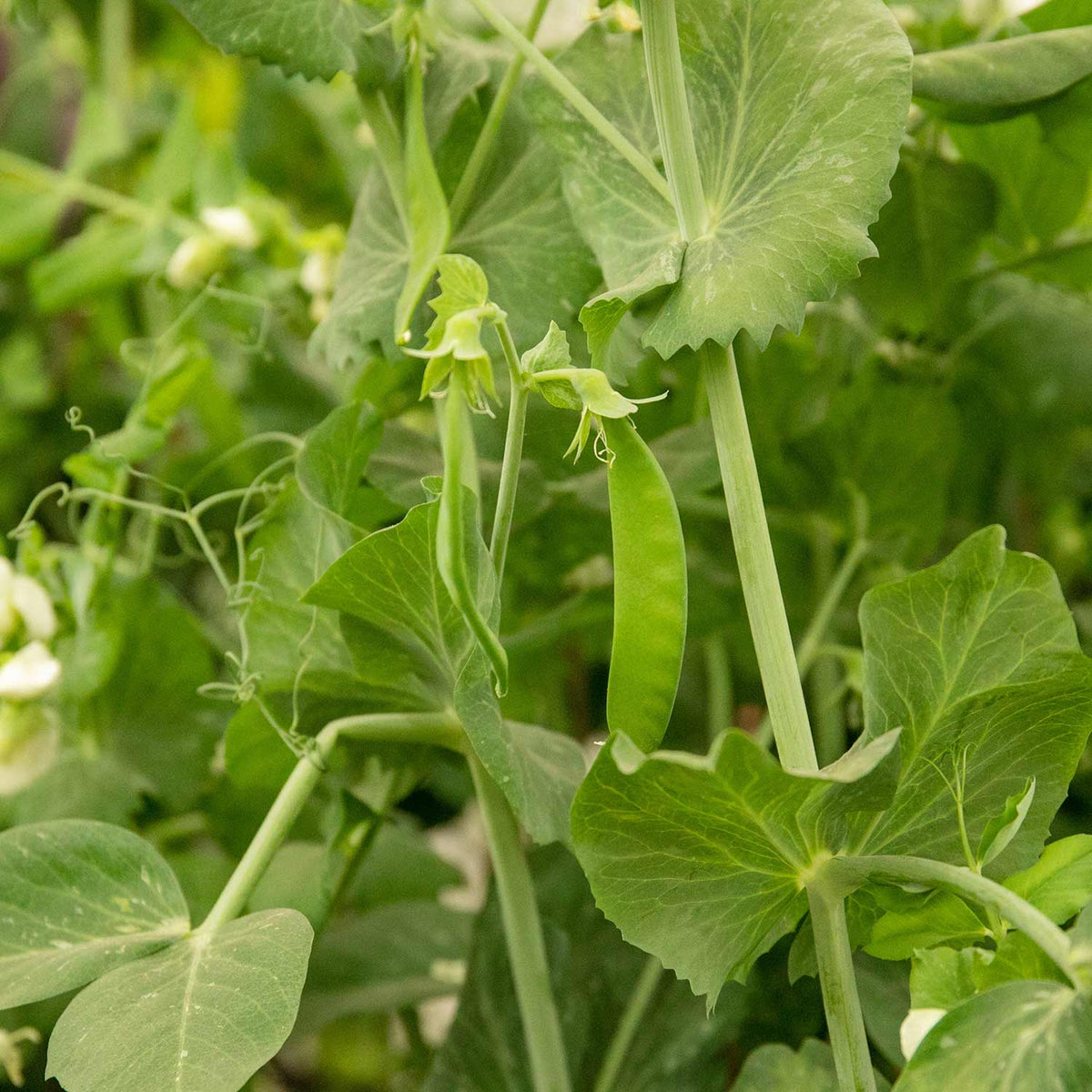 Pea Hurst 'Green Shaft' Plants - June Despatch | Buy Pea Plants Online ...