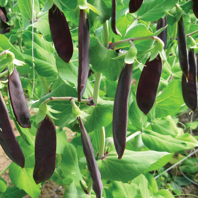 Pea Seeds Mangetout 'Shiraz'