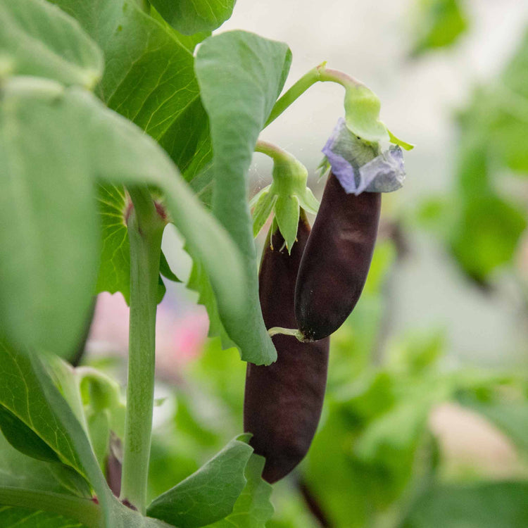 Pea Seeds Mangetout 'Shiraz'