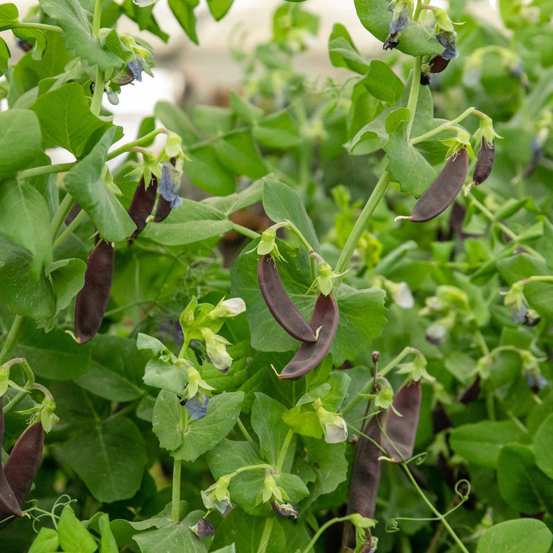 Pea Seeds Mangetout 'Shiraz'