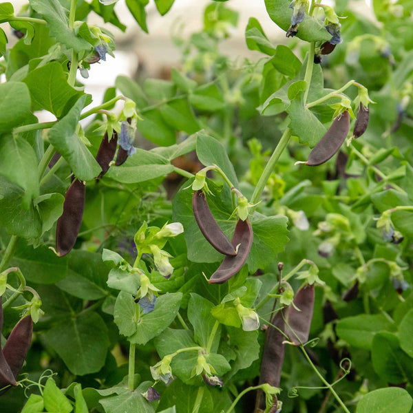 Pea Seeds Mangetout 'Shiraz'