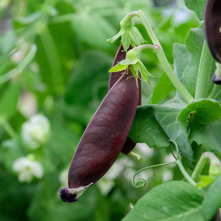 Pea Seeds Mangetout 'Shiraz'