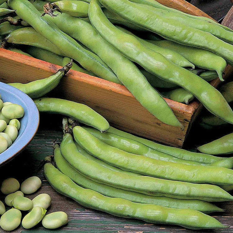 Broad Bean Seeds 'Aquadulce Claudia'