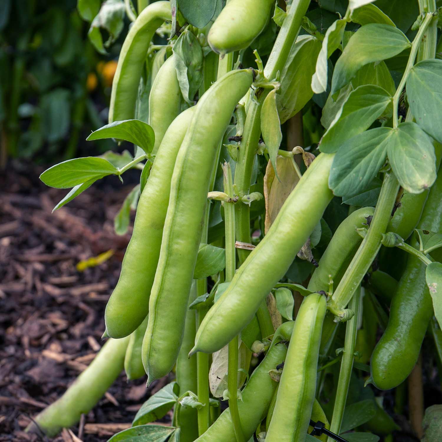 Broad Bean De Monica