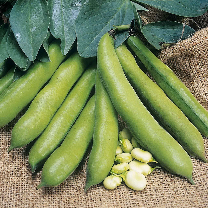 Broad Bean Seeds 'Meteor Vroma'