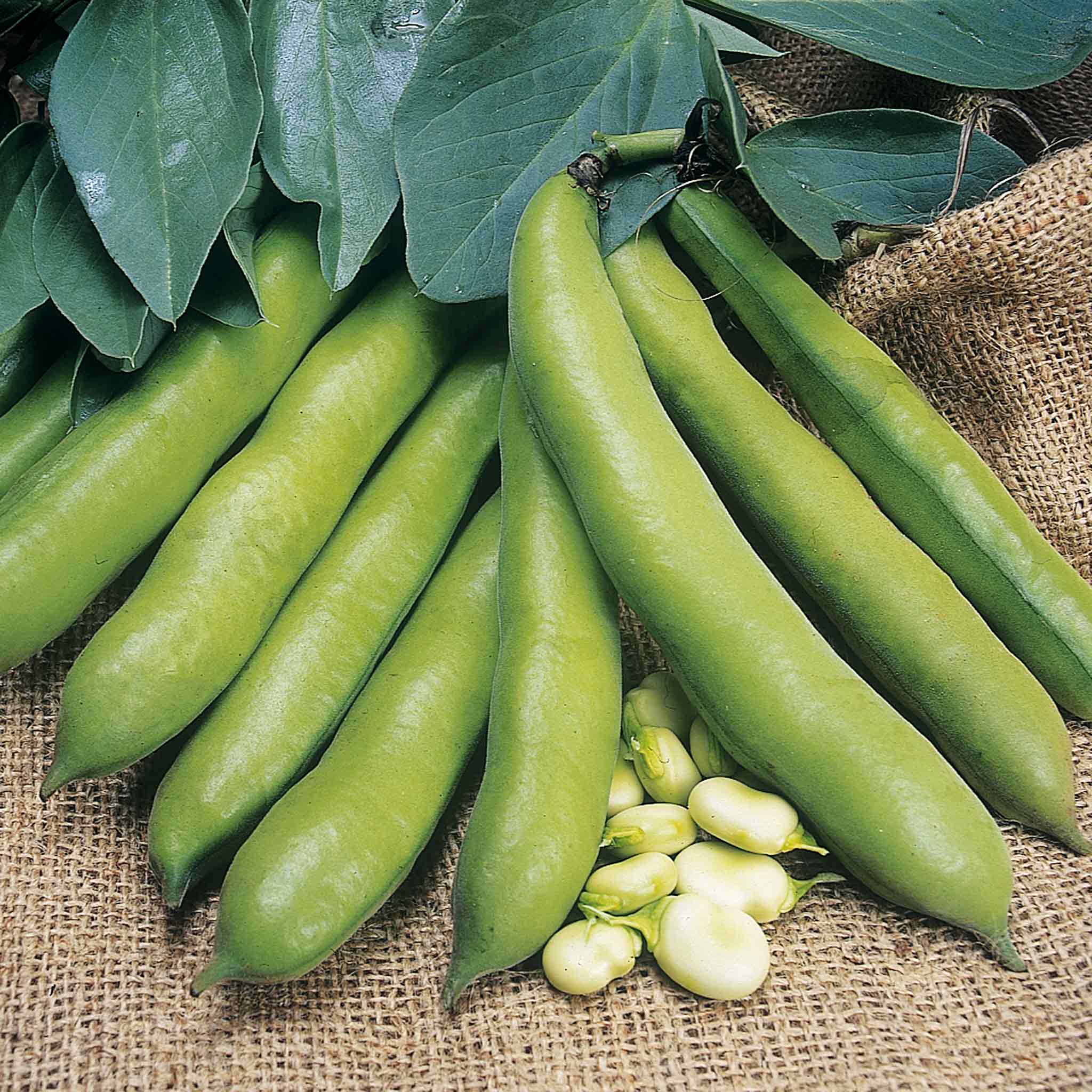 Broad Bean Seeds Meteor Vroma