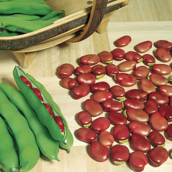 Broad Bean Seeds 'Red Epicure'