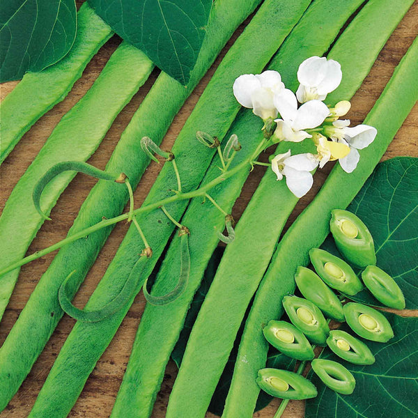 Runner Bean Plant 'White Lady'