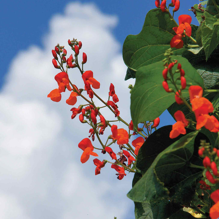 Runner Bean Seeds 'Polestar'
