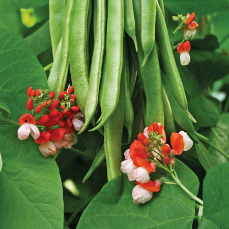 Runner Bean Plant 'Tenderstar'