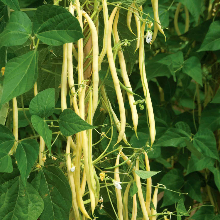 French Bean Climbing Seeds 'Monte Gusto'