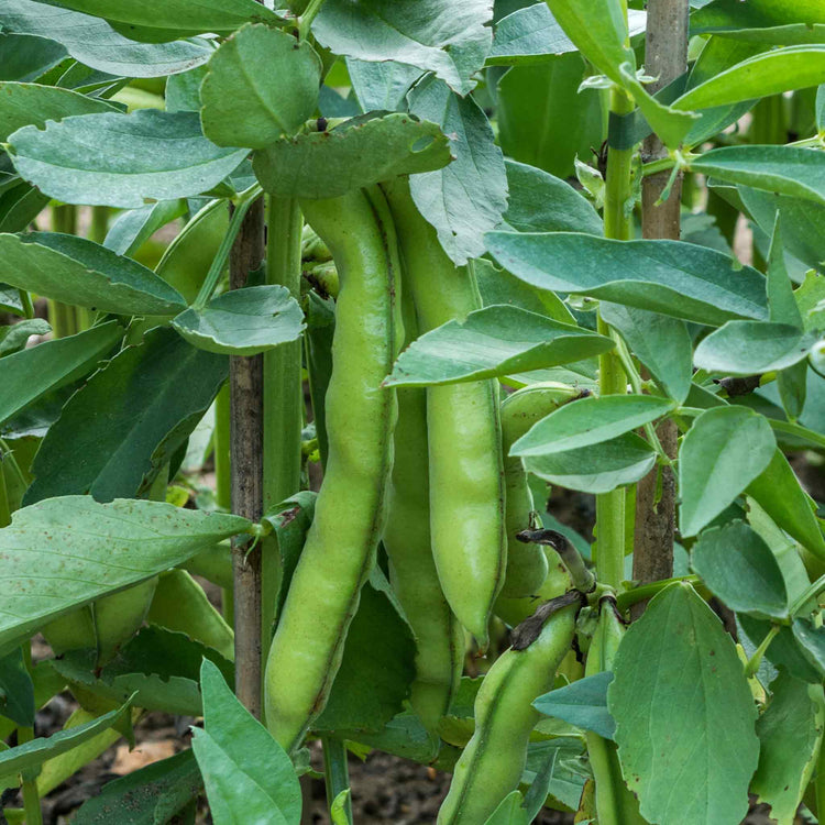 Broad Bean Seeds 'Luz de Otono'