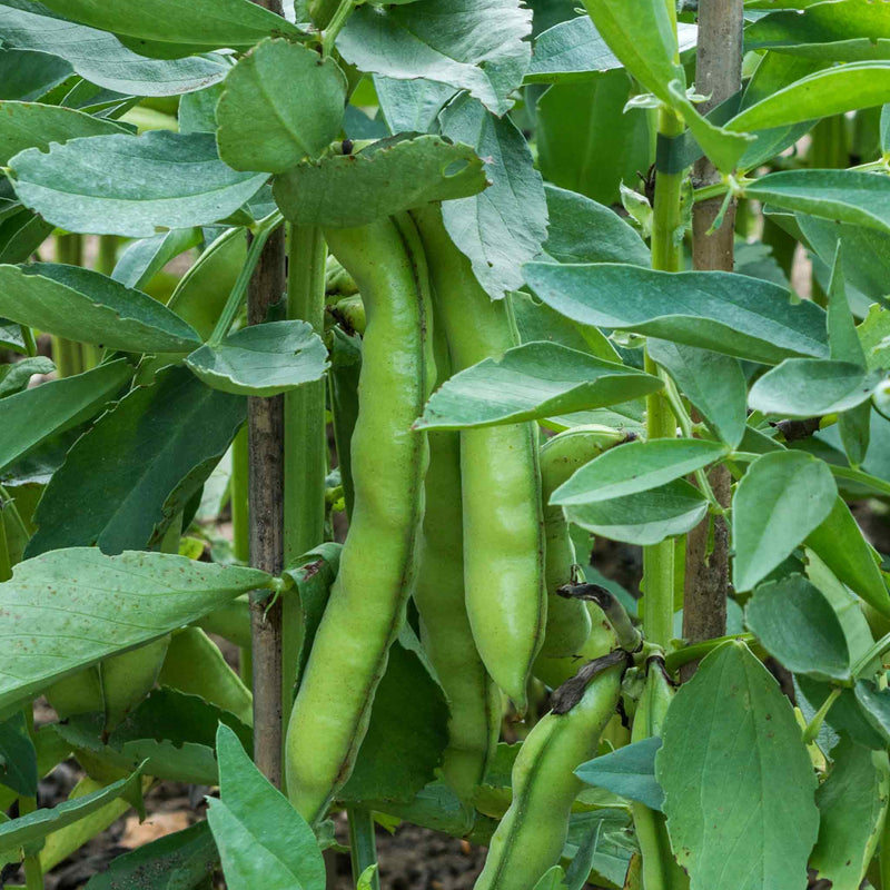 Broad Bean Plant 'Luz de Otono'