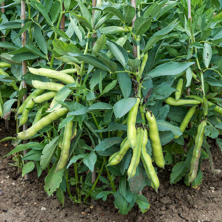 Broad Bean Plant 'Luz de Otono'