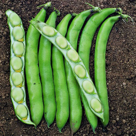 Broad Bean Plant 'Luz de Otono'