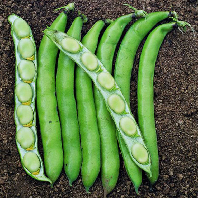 Broad Bean Plant 'Luz de Otono'