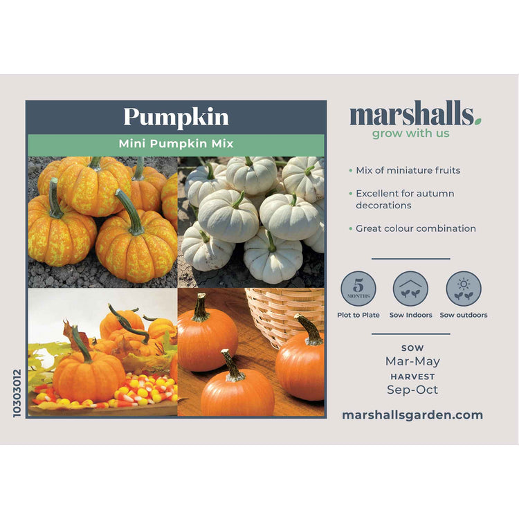 Pumpkin Seeds Mini Mix