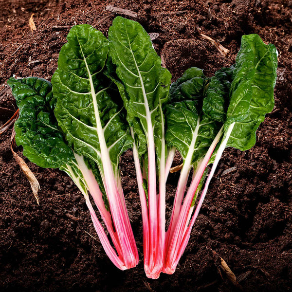 Swiss Chard Seeds 'Pink Peppermint'