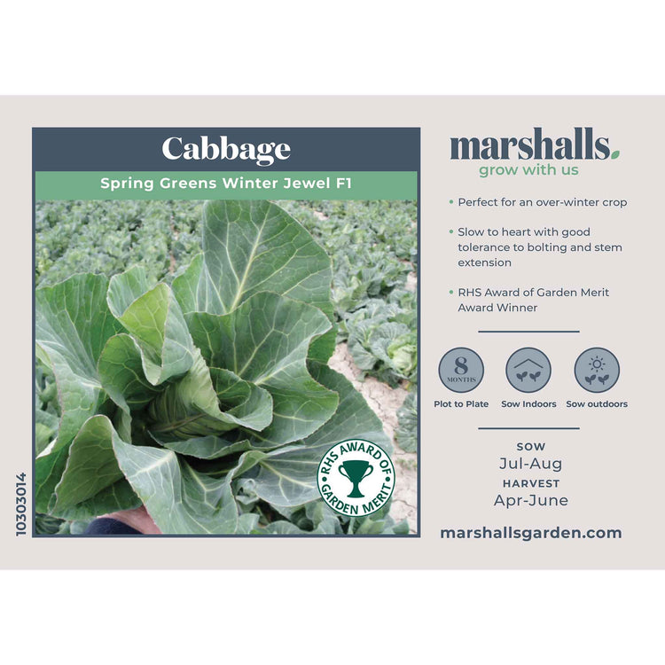 Cabbage Seeds Spring 'Winter Jewel'