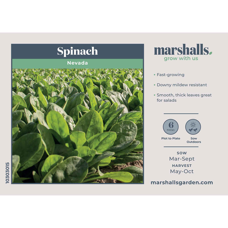 Spinach Seeds 'Nevada'