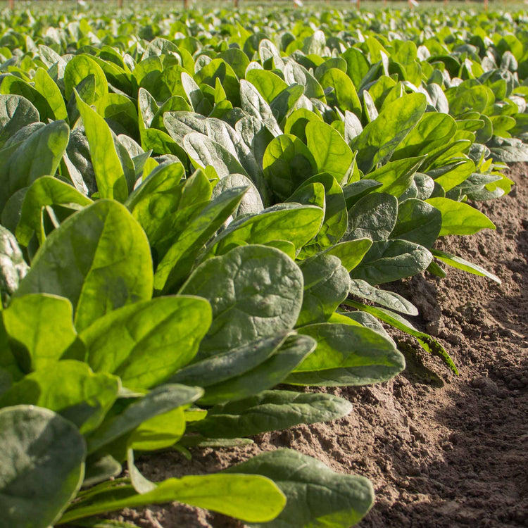 Spinach Seeds 'Nevada'