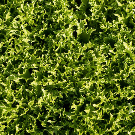 Lettuce Seeds 'Crispita II'