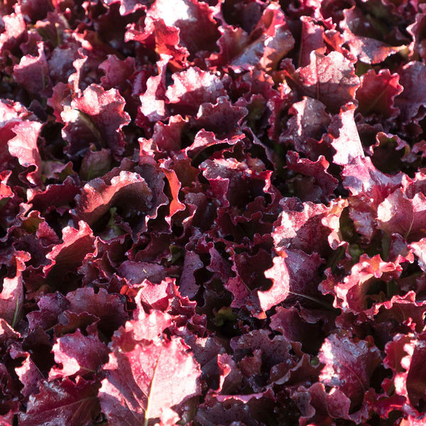 Lettuce Seeds 'Adelita II'