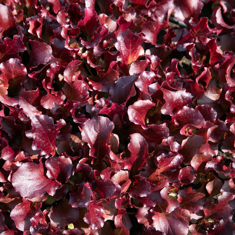 Lettuce Plant 'Adelita II'