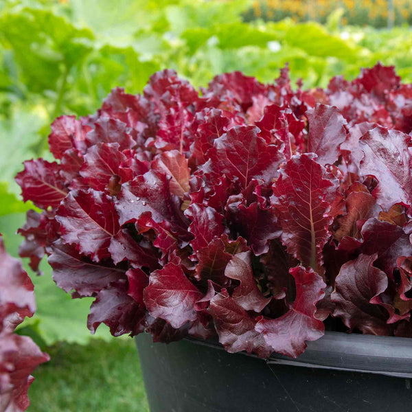 Lettuce Plant 'Adelita II'