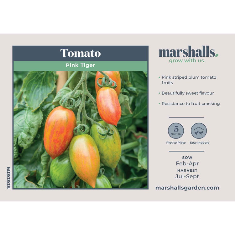 Tomato Seeds 'Pink Tiger'