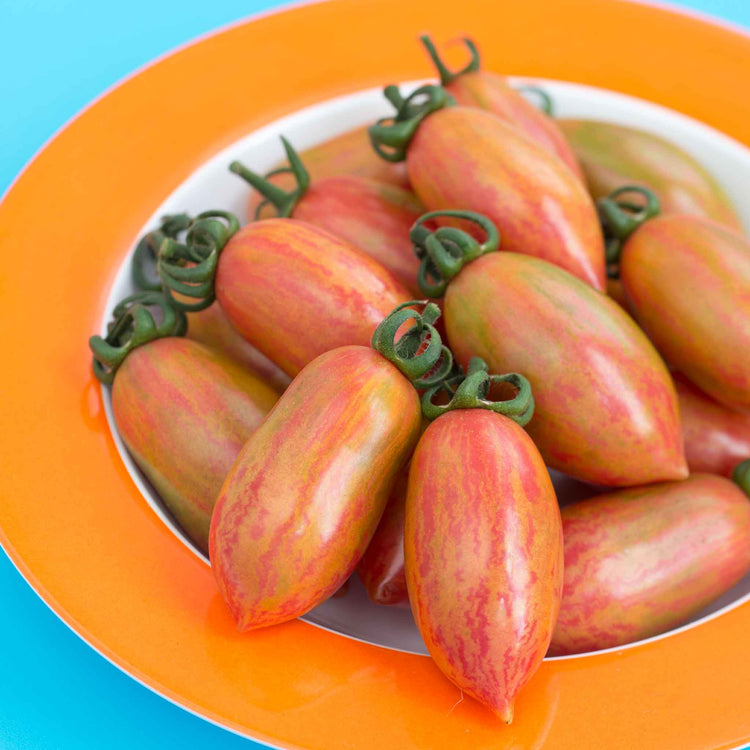 Tomato Seeds 'Pink Tiger'