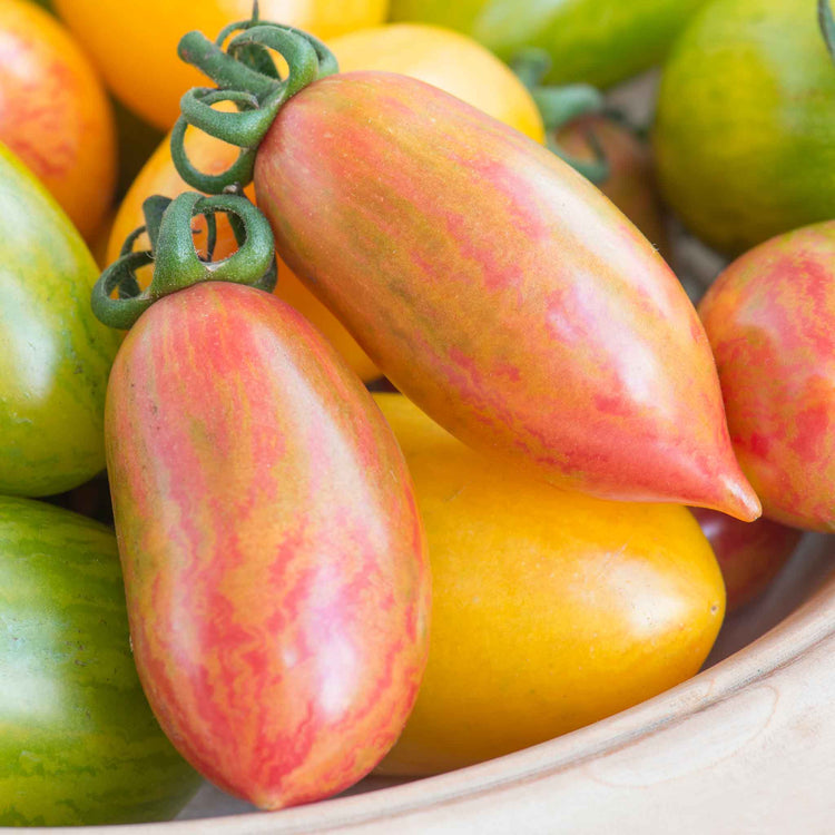 tiger lily tomatoes Tomato Seeds 'Pink Tiger'