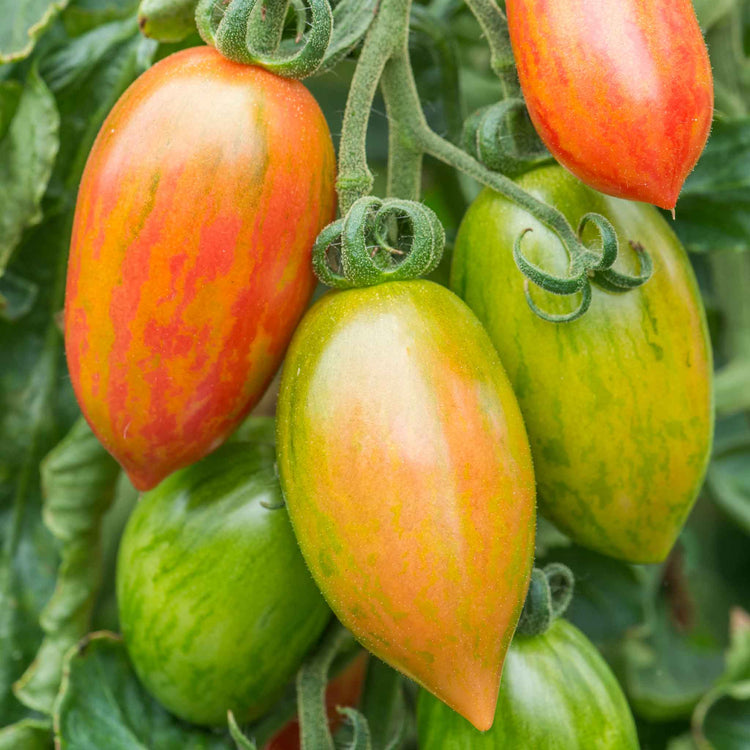 tiger lily tomatoes Tomato Seeds 'Pink Tiger'