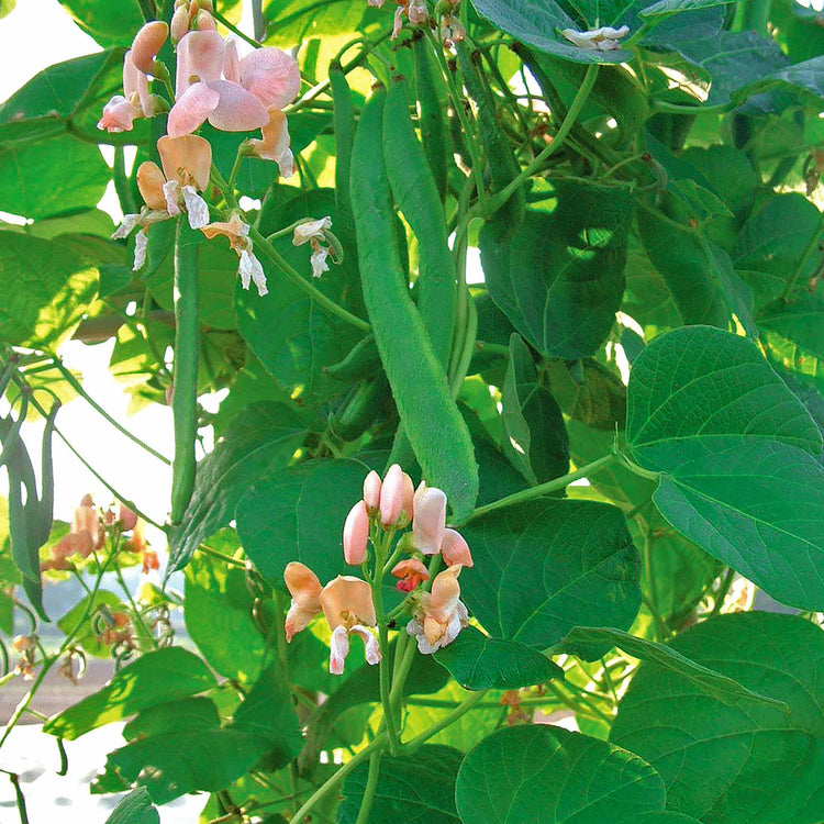 Runner Bean Seeds 'Celebration'