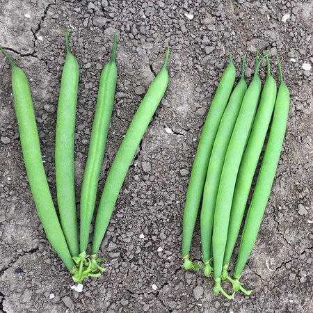 French Bean Seeds 'Martini'