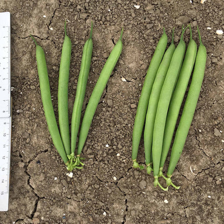 French Bean Seeds 'Martini'