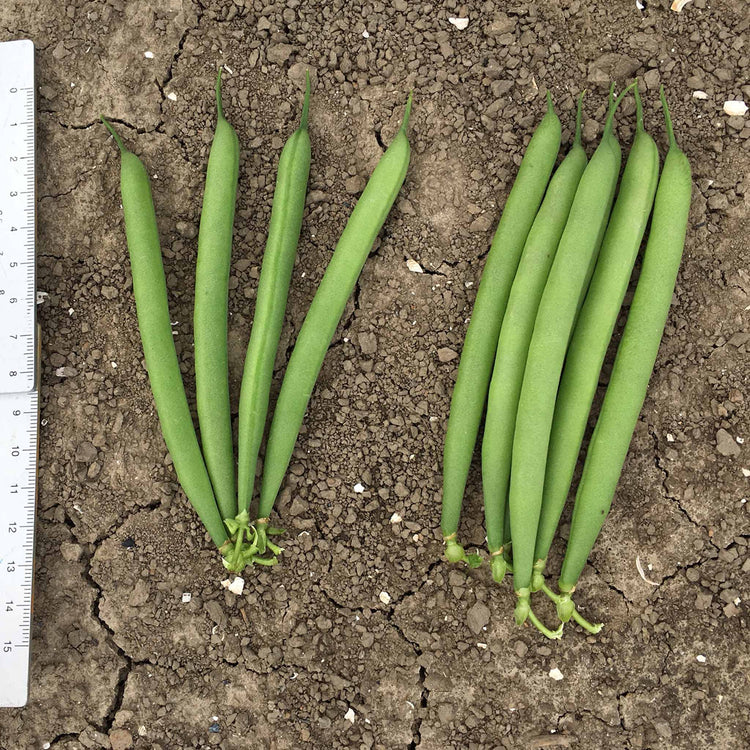 French Bean Seeds 'Martini'